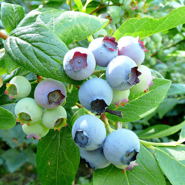 Blueberry 'Bluecrop'
