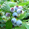Blueberry 'Bluecrop'