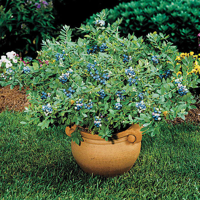 Blueberry &#39;Sunshine Blue&#39;