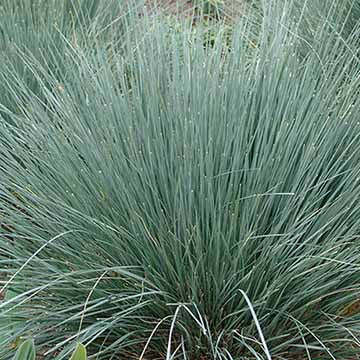 Blue Fescue 'Festuca'