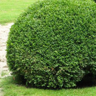Boxwood &#39;Green Beauty&#39;