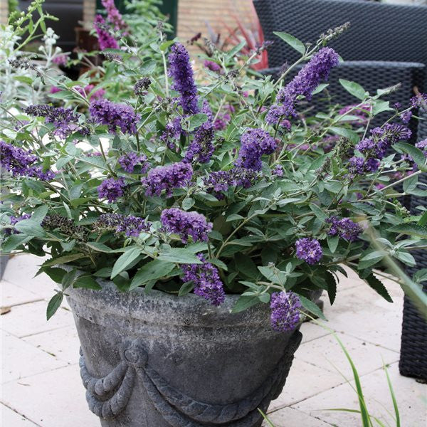 Butterfly Bush 'Blue Heaven'