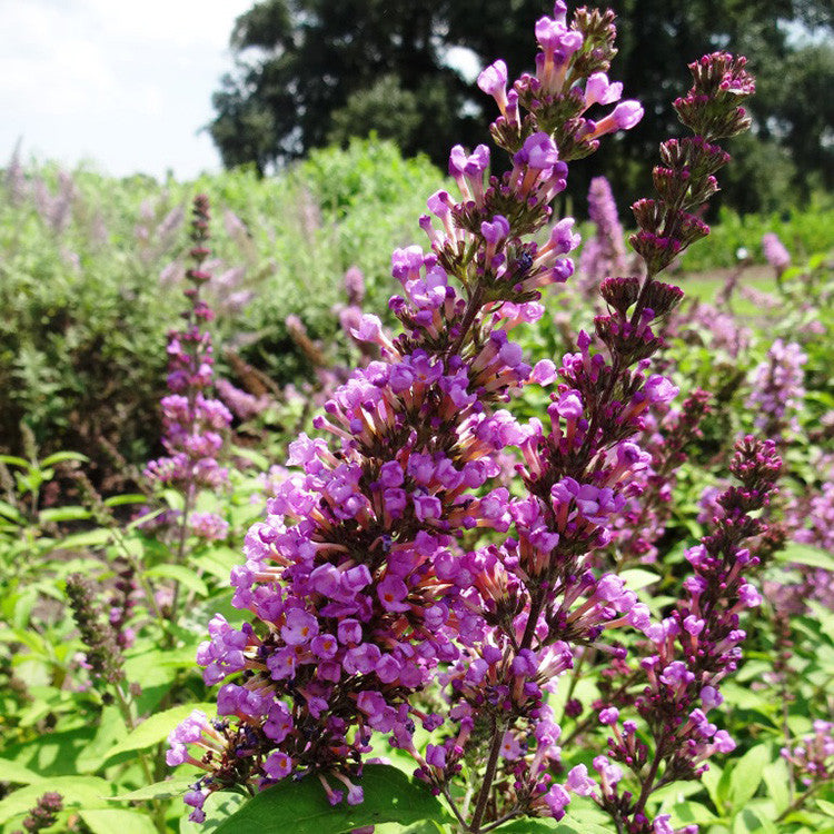 Butterfly Bush 'Tutti Fruitti'