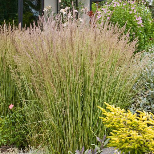 Feather Reed Grass &#39;Eldorado&#39;