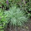 Carex 'Blue Zinger Sedge' Grass