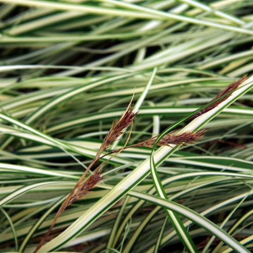 Gold Strike Weeping Sedge