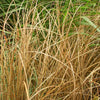 Carex petriei - Brown Sedge