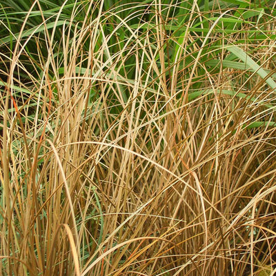 Carex petriei - Brown Sedge