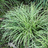Carex Silver Scepter