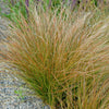 Carex testacea - Orange Sedge