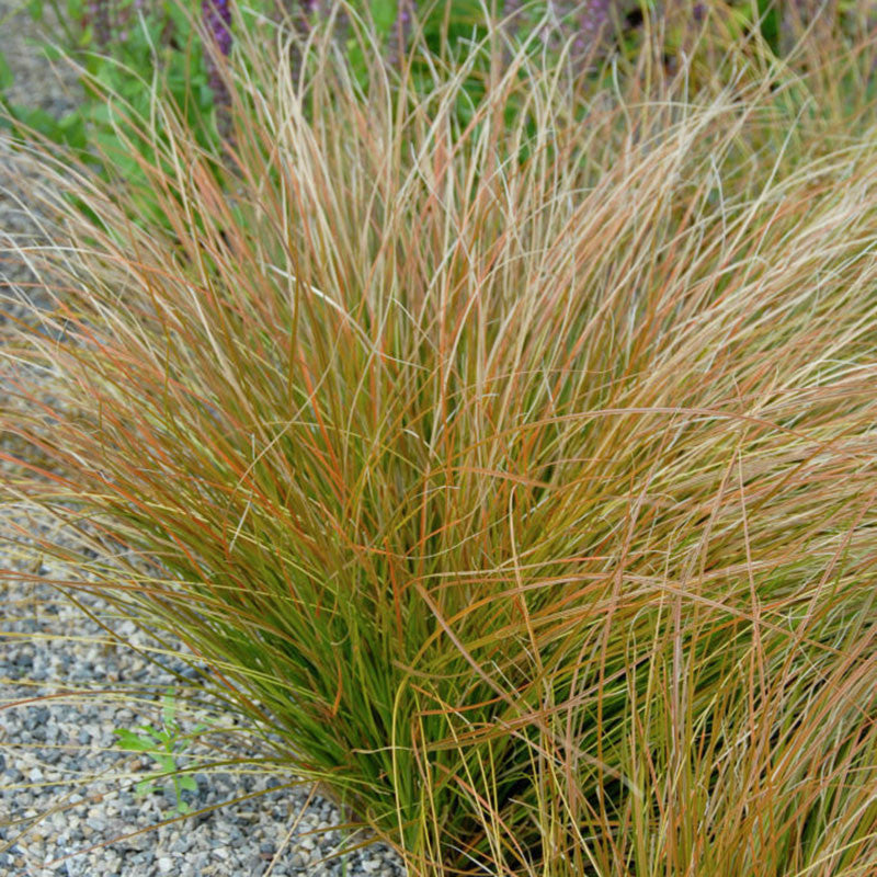 Carex testacea - Orange Sedge