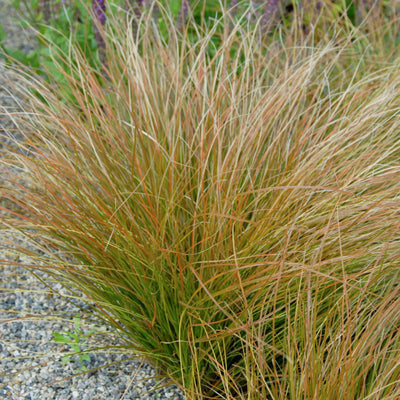 Carex testacea - Orange Sedge