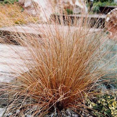 Leather Leaf Sedge Grass