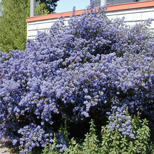 Ceanothus 'Point Reyes'