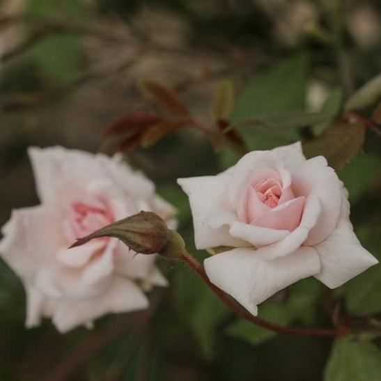 Cecile Brunner Rose
