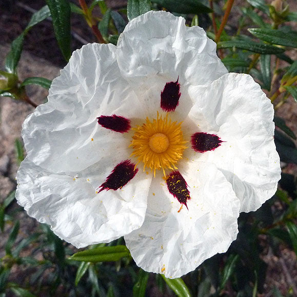 Brown-Eyed Rock Rose