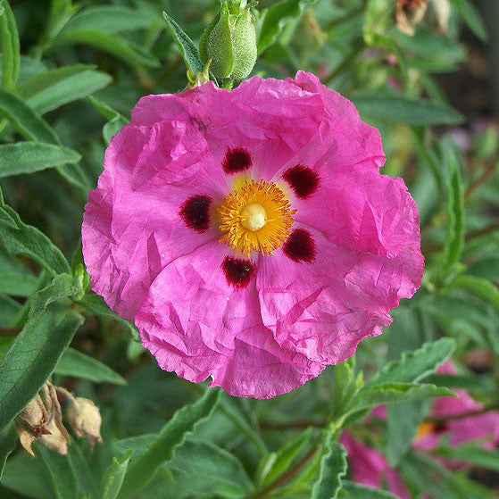 Rock Rose - Cistus purpureus