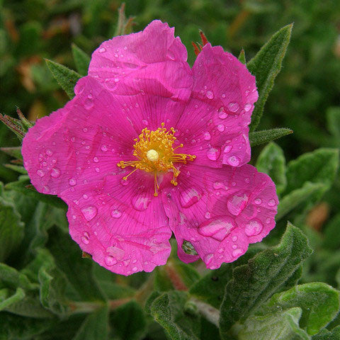 Sunset Rock Rose