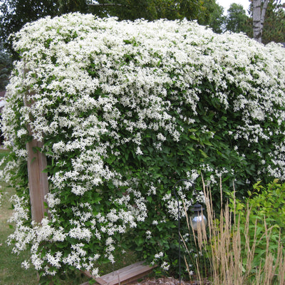 Clematis 'Sweet Autumn'