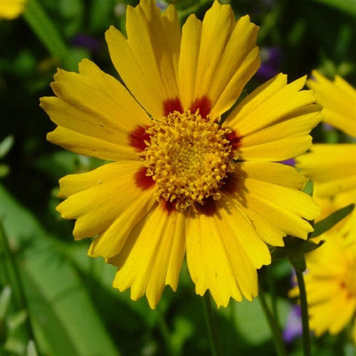 Coreopsis &#39;Baby Sun&#39;