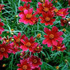 Coreopsis 'Cruizin Main Street'
