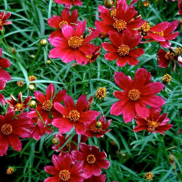 Coreopsis &#39;Cruizin Main Street&#39;