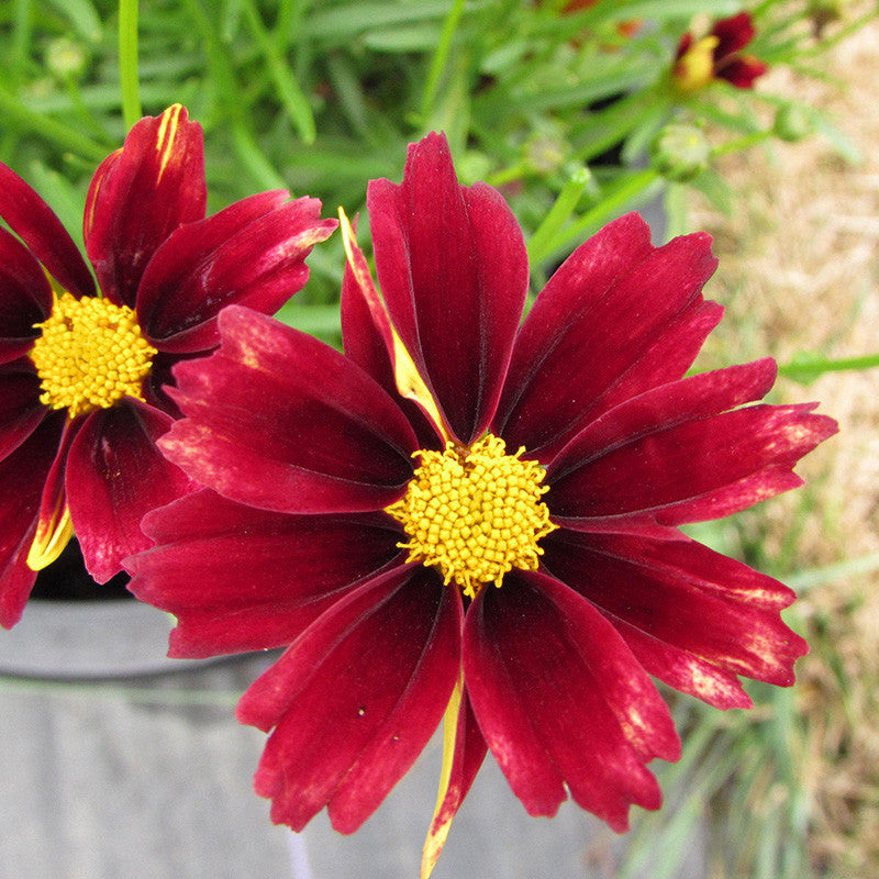 Li'l Bang 'Red Elf' Coreopsis