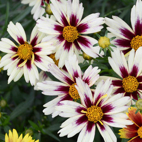 Coreopsis 'Li'l Bang Starlight'