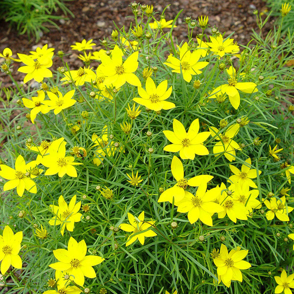 coreopsis-zagreb_1_600x.jpeg?v