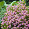 Coreopsis ‘American Dream’