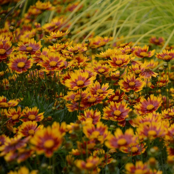 Coreopsis Daybreak