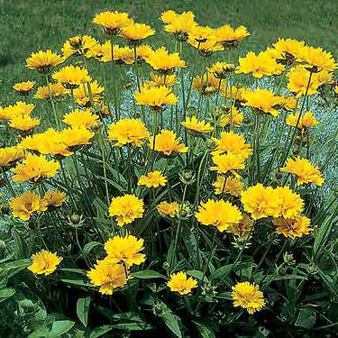 Coreopsis &#39;Early Sunrise&#39;