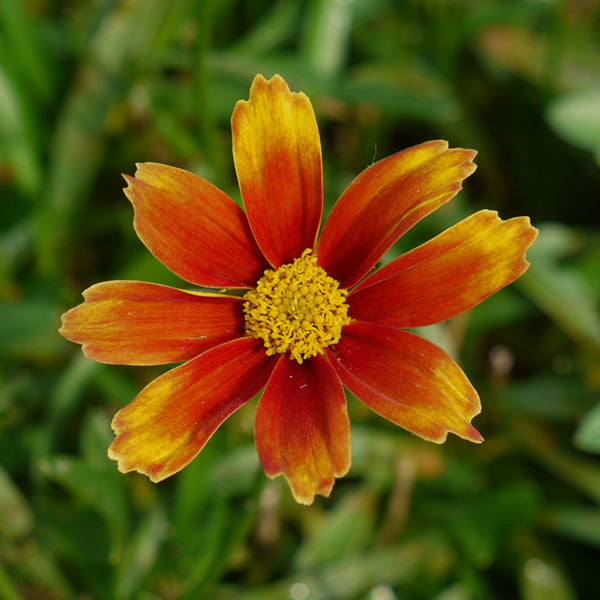 Coreopsis Li&#39;l Bang™ &#39;Orange Elf&#39;