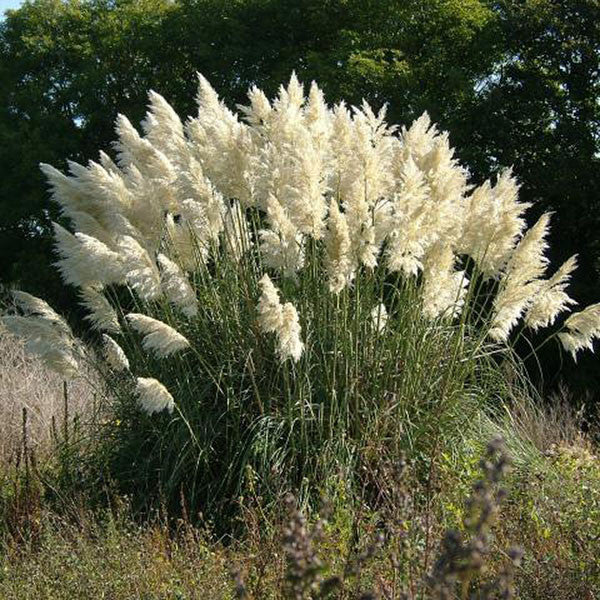 Pampas grass outlet for sale