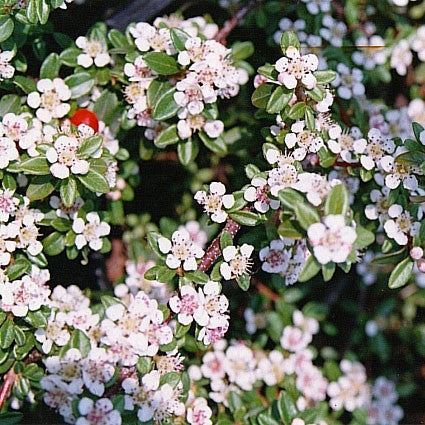 Cotoneaster 'Coral Beauty'