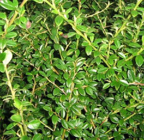 Cotoneaster Low-Fast