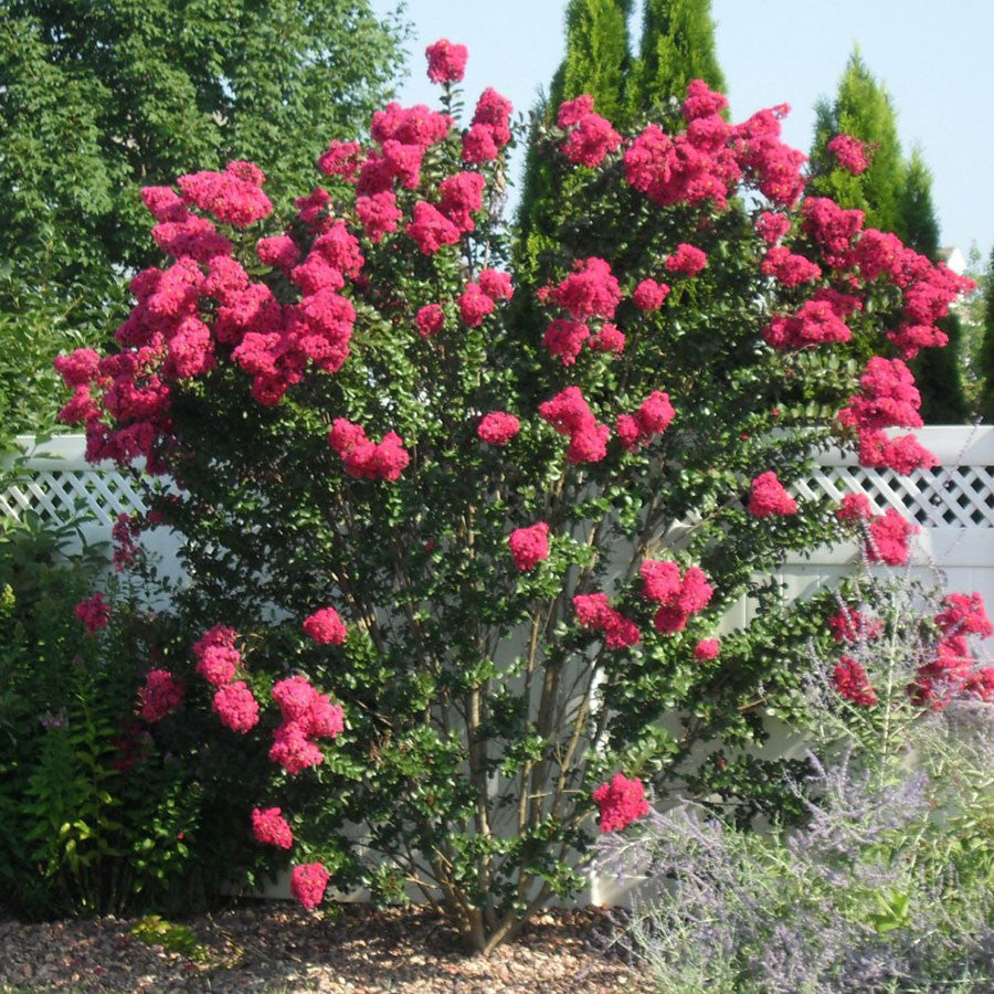 Crape Myrtle &#39;Pink Velour&#39;