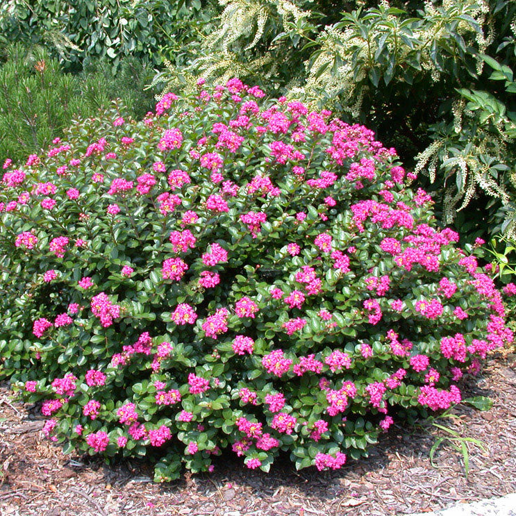 Crape Myrtle 'Pocomoke'