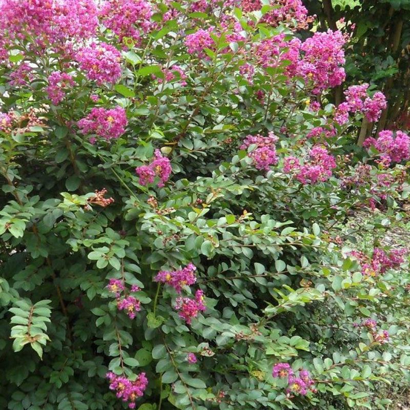 Crape Myrtle 'Velma's Royal Delight'