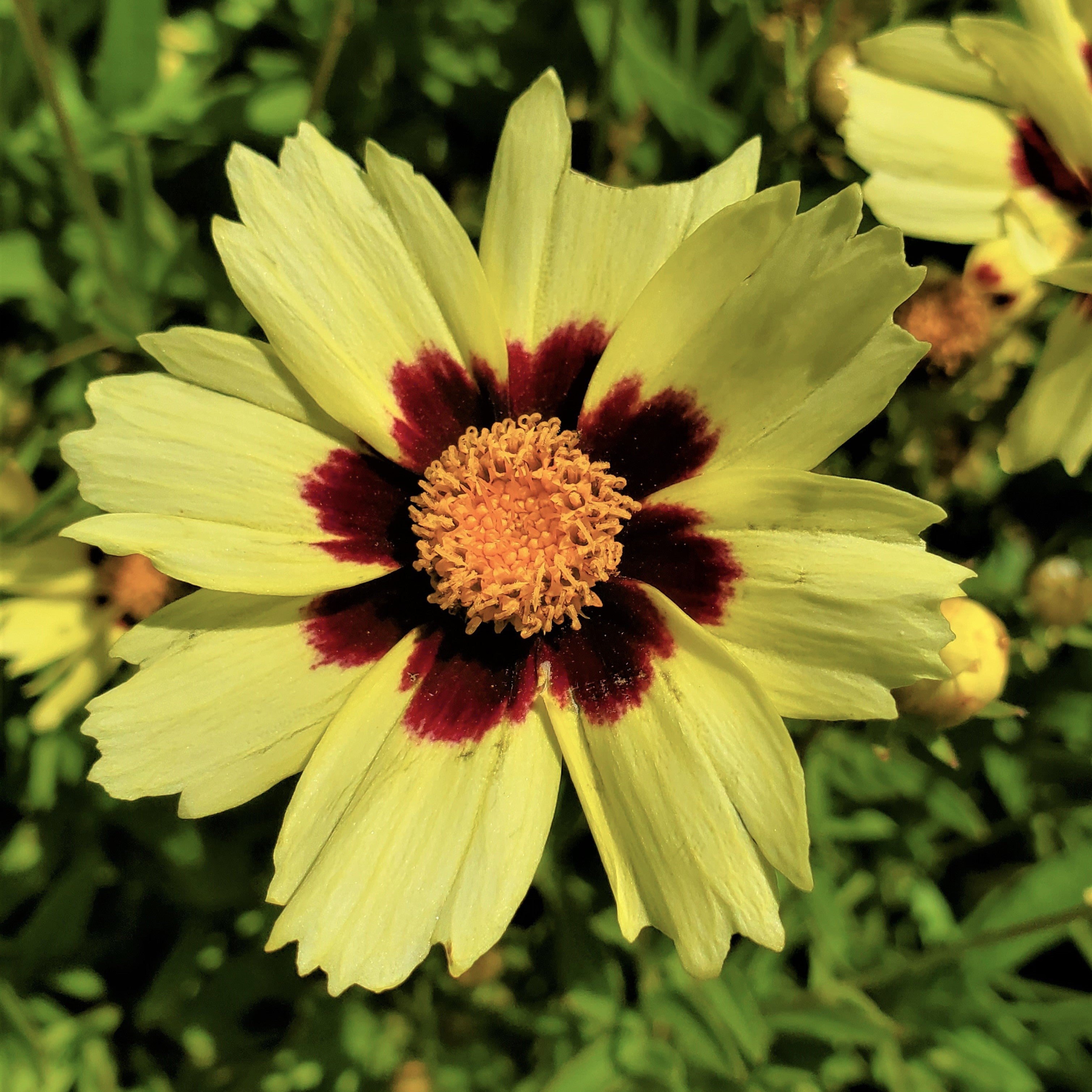 Coreopsis Uptick ‘Cream & Red’