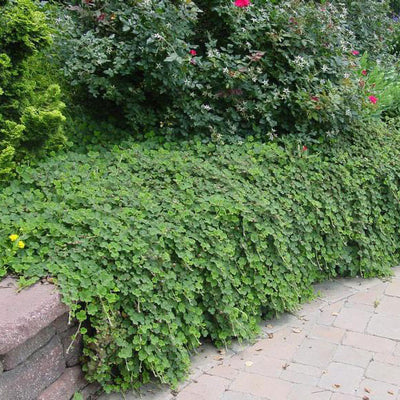 Creeping Raspberry