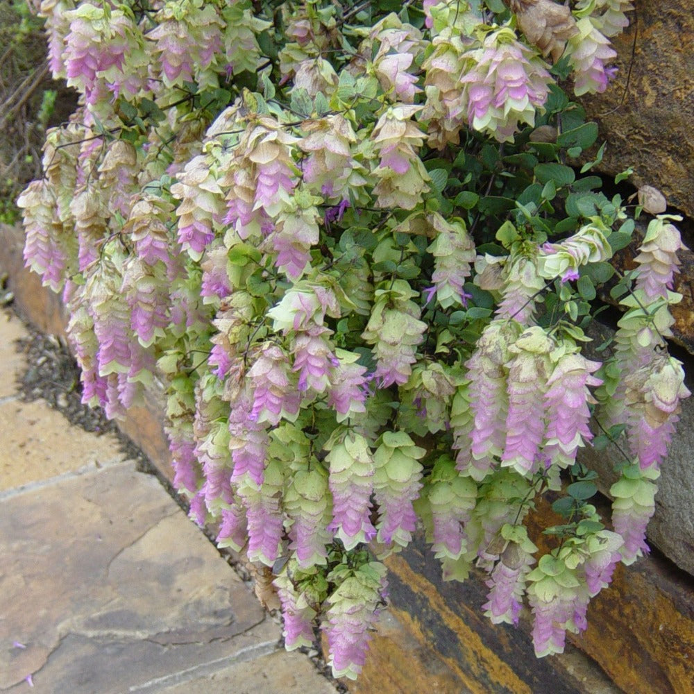Ornamental Oregano Kent Beauty