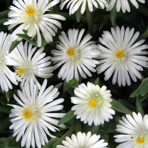 Jewel of Desert Moonstone Ice Plant
