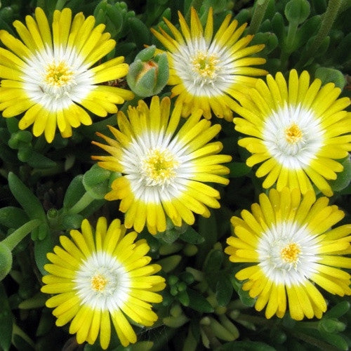 Jewel of Desert Peridot Ice Plant