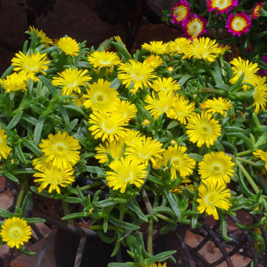 Wheels of Wonder‰ã¢ 'Golden Wonder' Ice Plant