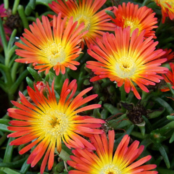 Wheels of Wonder &#39;Fire Wonder&#39; Ice Plant