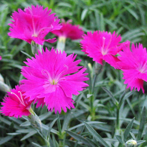 Dianthus &#39;Neon Star&#39;