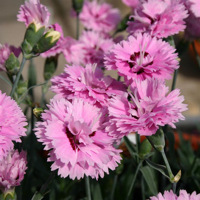 Dianthus Pop Star