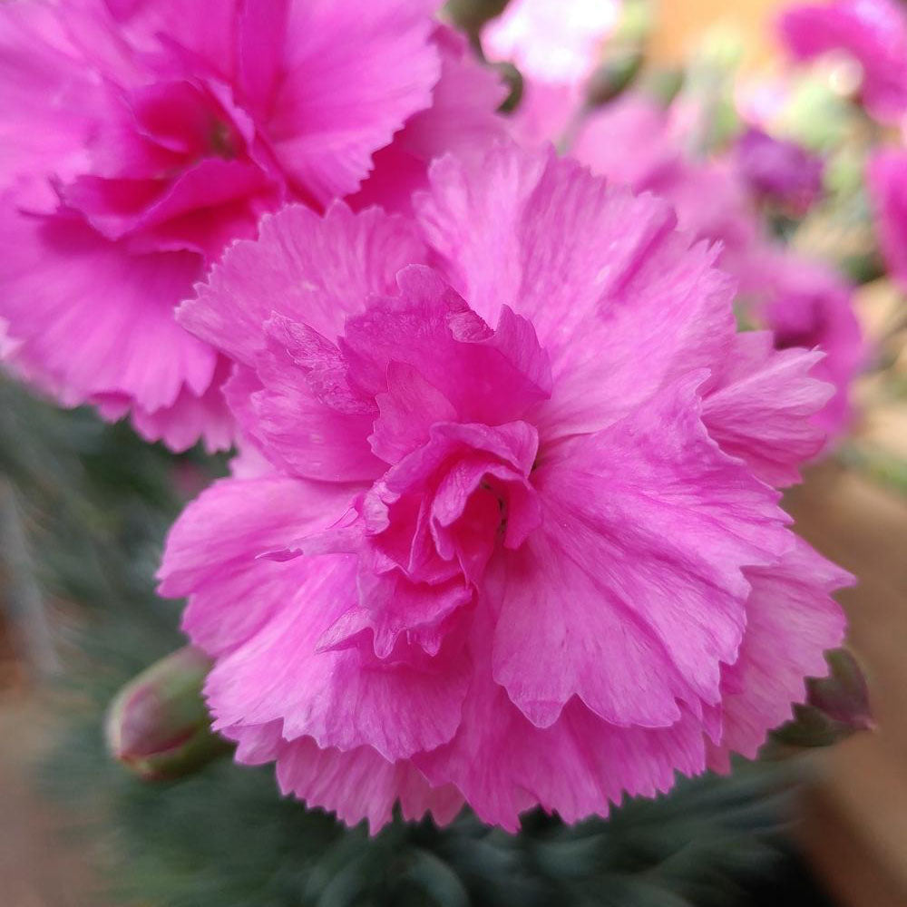 Dianthus Scent First® Tickled Pink
