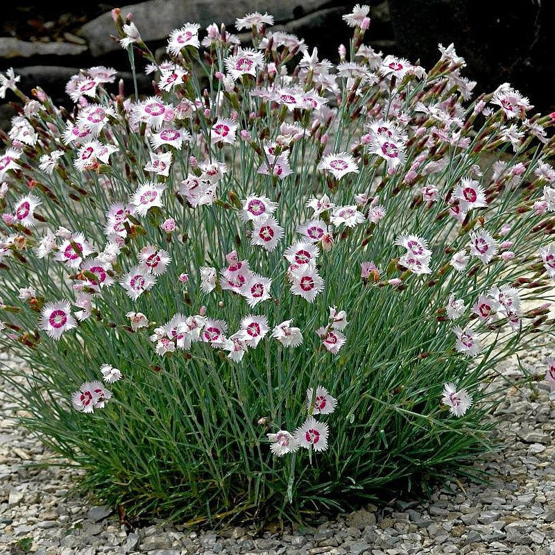 Dianthus 'Arctic Fire'